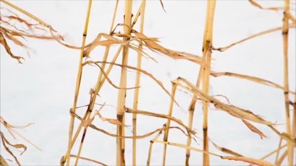 Withered corn stems on snow background — Stock Video