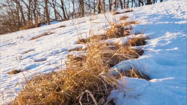Verdorde gras in de sneeuw op de heuvel — Stockvideo