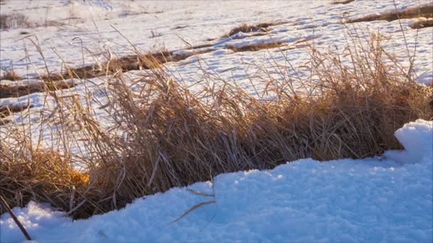 Verdorrtes Gras auf Schnee — Stockvideo