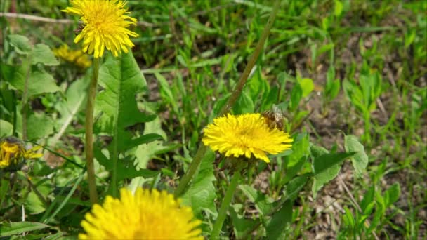 Bee in dandelions on green meadow — Stock Video