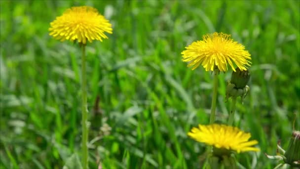 Dientes de león amarillos en prado verde — Vídeos de Stock