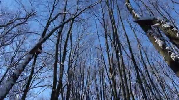 नीले आकाश के खिलाफ शीतकालीन वन की शाखाओं — स्टॉक वीडियो