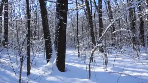 Paisaje del bosque de invierno con nieve en los árboles — Vídeo de stock