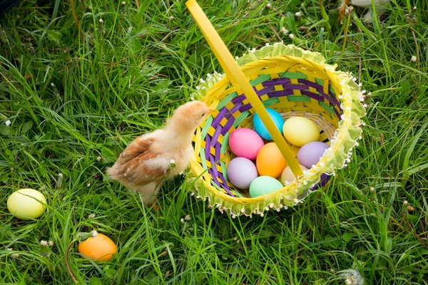 Beetje kip op groene weide met kleurrijke paaseieren in koesteren — Stockfoto