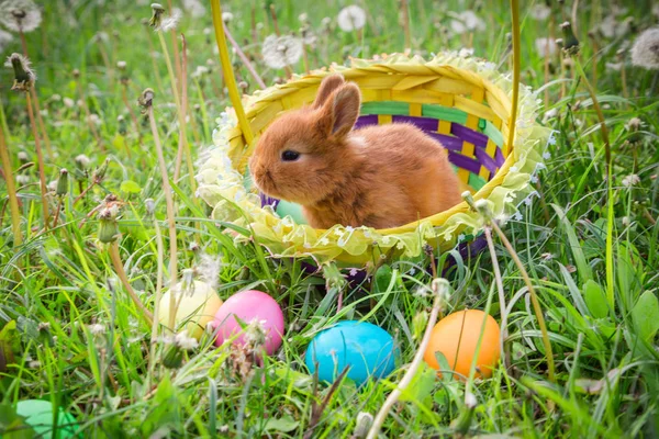 Kleiner Hase im Korb auf der grünen Wiese mit bunten Ostereiern — Stockfoto