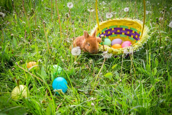 Kleiner Hase auf der grünen Wiese mit bunten Ostereiern — Stockfoto