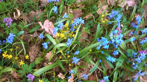 Mozgó háttér kék hóvirág és sárga virágok — Stock videók