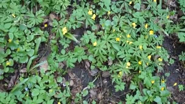 Piernas en botas de trekking caminando en el bosque de primavera, por encima de la vista — Vídeo de stock