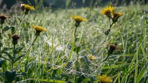 Morgentau auf Spinnennetz mit Tropfen auf gelben Blüten — Stockvideo