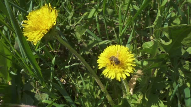 Abelha está coletando o pólen em flores de dente de leão — Vídeo de Stock