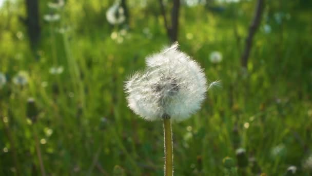 風、スローモーションの種子とタンポポ — ストック動画