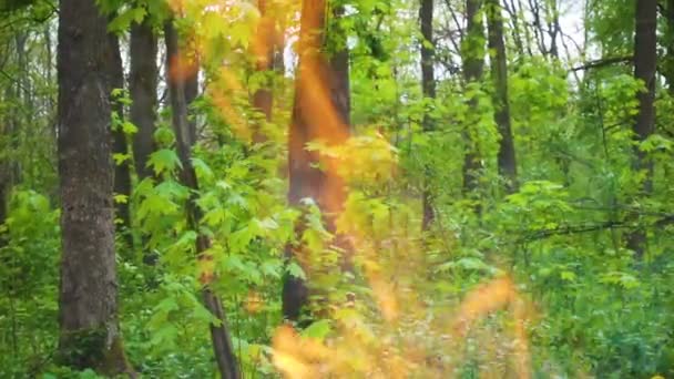 Вогонь на фоні зеленого лісу, концепція пожежі, повільний рух — стокове відео