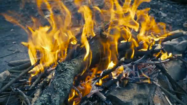 Bonfire with burning log, slow motion — Stock Video