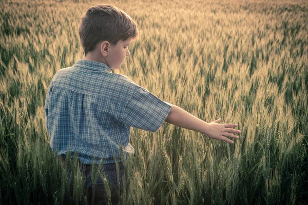 Мальчик трогает колосья пшеницы на поле — стоковое фото