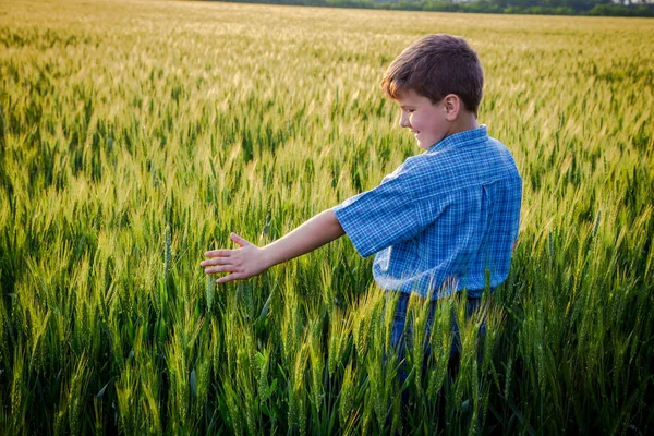 Мальчик касается зеленых колосьев пшеницы на поле — стоковое фото
