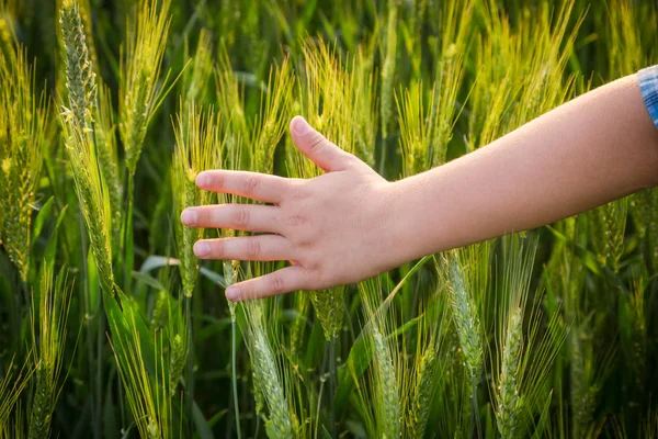 Ręka Childs, dotykając zielonych kłosy pszenicy o zachodzie słońca — Zdjęcie stockowe