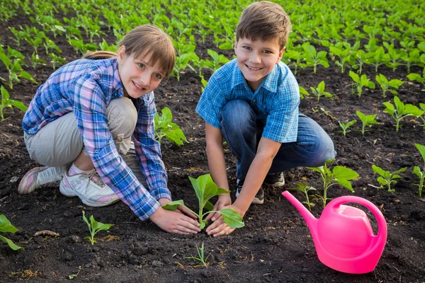 Lächelnde Kinder kümmern sich um die Sprossen auf dem Feld — Stockfoto