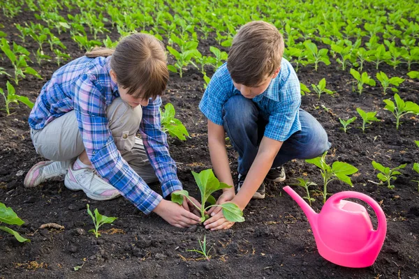 Adorable kids care the sprouts on field — Stock Photo, Image