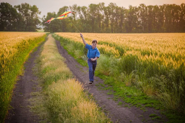 Boy with colorful kite on wheat field — Stock Photo, Image