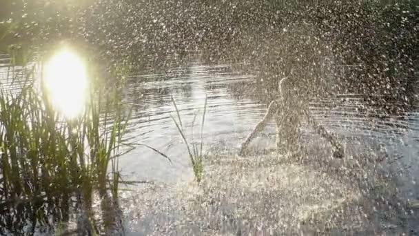 Silhouette of girl splashing water in pond at sunset — Stock Video