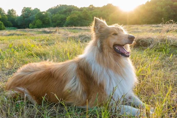 Collie perro en el campo verde a la luz del sol — Foto de Stock