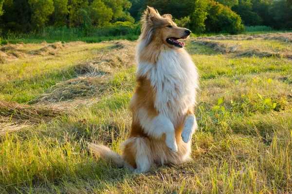 Εκπαίδευση σκύλων κόλι στο πράσινο πεδίο στο φως του ήλιου — Φωτογραφία Αρχείου