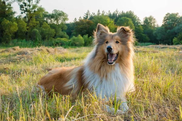 Ποιμενικού σκύλου σκύλο που ψάχνει στο πράσινο πεδίο στο φως του ήλιου — Φωτογραφία Αρχείου