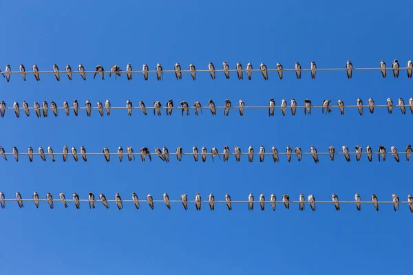 Κοπάδι καταπιεί κάθονται στα σύρματα στο blue sky — Φωτογραφία Αρχείου