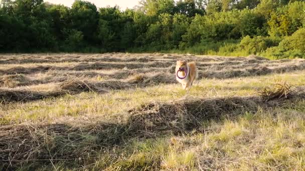 Collie cão correndo com brinquedo no campo verde — Vídeo de Stock