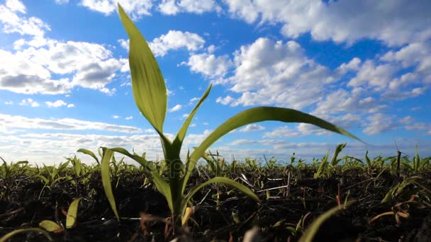 Кукуруза в поле на ветру — стоковое видео