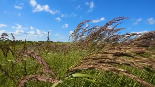 緑の草が揺れる風、スローモーション、 — ストック動画