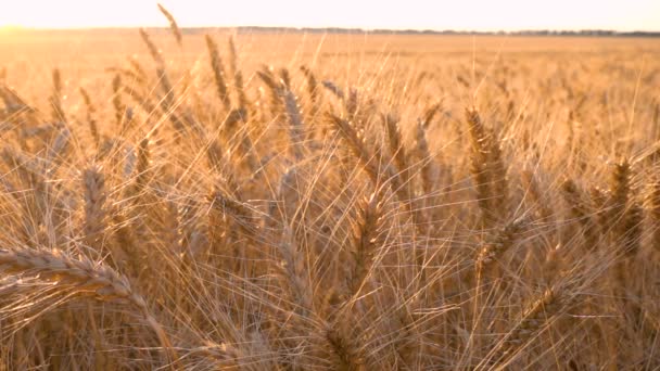 Las niñas tocan las espigas doradas de trigo al atardecer — Vídeos de Stock