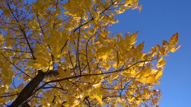 Autumn tree with golden leaves at blue sky — Stock Video