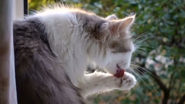 Cat mosás a pofa ül a napfény ablakpárkányon — Stock videók