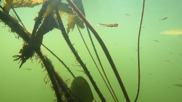 Deep dive in river with algae and fry — Stock Video