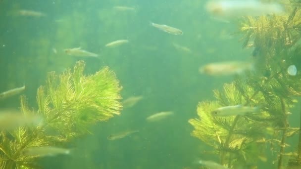 Underwater river landscape with algae and little fish — Stock Video