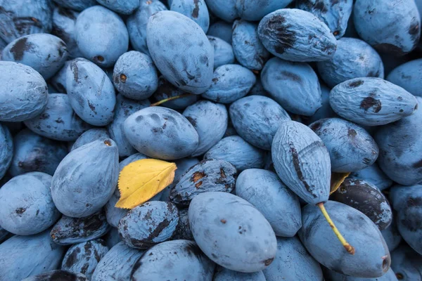 Assortiment de prunes violettes — Photo