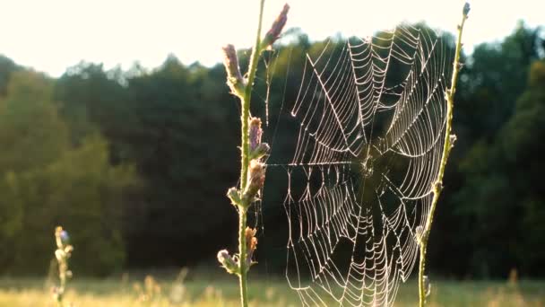 Orvalho da manhã na teia de aranha movendo-se no vento — Vídeo de Stock