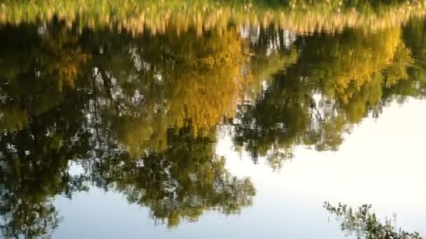 Reflectie van herfst bos op de kalme rivier — Stockvideo