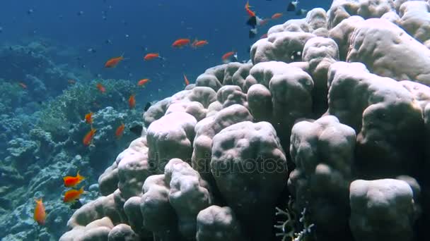 Arrecife de coral submarino con peces tropicales — Vídeo de stock