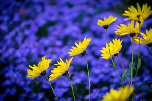 Flores de margarita amarilla sobre fondo de aster azul púrpura — Foto de Stock