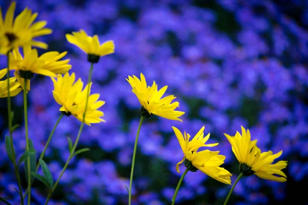 Yellow daisy flowers with background of blue aster — Stock Photo, Image