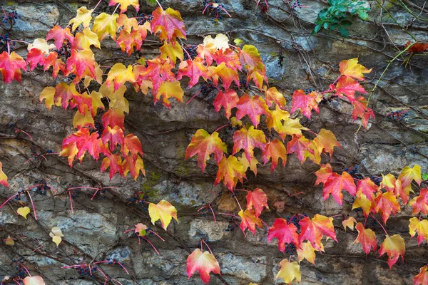 Hojas coloridas de otoño de uvas silvestres escalando en la pared — Foto de Stock