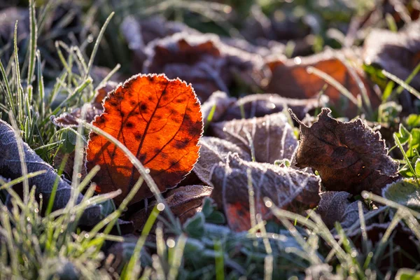 Orange beech leaf on green grass under autumn frost — Stock Photo, Image