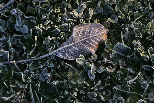 Yaprak sabah frost altında yeşil çimenlerin üzerinde solmuş — Stok fotoğraf