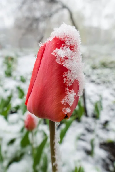 Tulipas vermelhas sob neve primavera, close-up — Fotografia de Stock