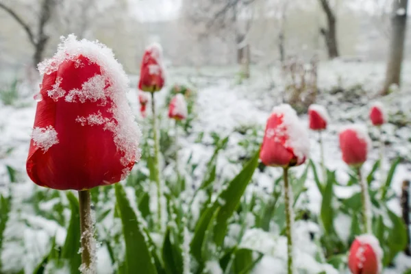 Tulipas vermelhas sob neve primavera — Fotografia de Stock