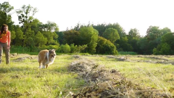 Collie köpek eğitim ile sahada koşan çok güzel kız — Stok video