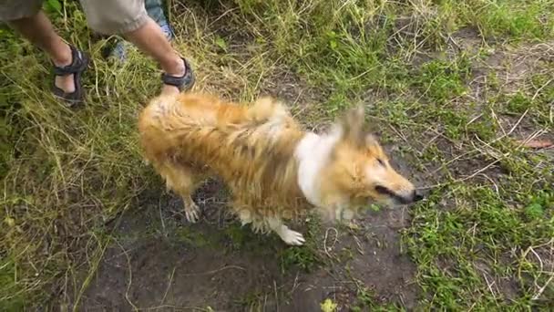 Collie dog shake off water on coast near river — Stock Video