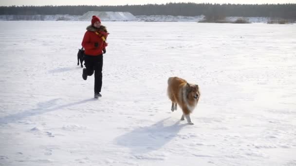 Collie hond en zwarte labrador uitgevoerd met meisje — Stockvideo